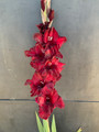 Barcelona - Gladiolus