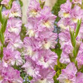 Magenta Princess - Gladiolus