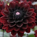 Black Wonder  - Waterlily Dahlia