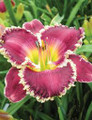 Bettylyn - Daylily