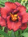 Berrylicious - Daylily