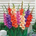 Glamini Mixed Gladiolus