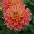 Summer Sunset - Decorative Dahlia