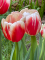 Bulk Buys - Timeless -Triumph Tulip