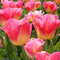 Bulk Tulip - Tom Pouce - Triumph Tulip