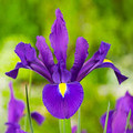 Valentine - Dutch Iris