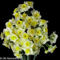 Lemon & Barley - Multi-Headed Daffodil