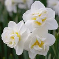 Cheerfulness - Multi Headed Daffodil