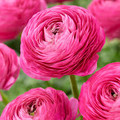  Ranunculi  Italian Hybrid F1 - Hot Pink