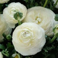 Ranunculi Italian Hybrid F1 - White