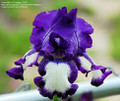 Stepping Out - Bearded Iris