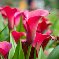 Tokyo Calla Lilies - Zantedeschias