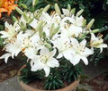 Happy Ice - Dwarf Asiatic Lilium
