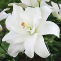 Annemaries Dream - Double Lilium