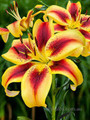 Viva La Vida- AOA  Lilium