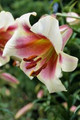 Passion Moon - Oriental Trumpet Lilium