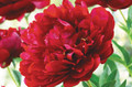 Red Charm - Herbaceous Peony Roses