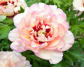 Callies Memory - Itoh Peony Roses