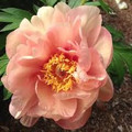 Singing in the Rain - Itoh Peony Roses