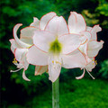 Picotee - Hippeastrum