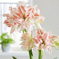 Double Dancing Queen - Double Hippeastrum