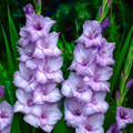 Blue Tropic - Gladiolus