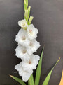 Flevo Ice - Gladiolus