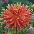 Tuscany - Cactus Dahlia