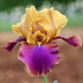 Syncopation - Bearded Iris