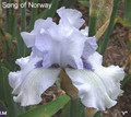 Song of Norway - Bearded Iris
