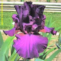 Thriller - Bearded Iris