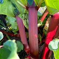 Mammoth Rhubarb