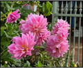 Pink Giant - Giant Decorative Dahlia