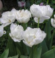 Special Offer 27 Double Tulips