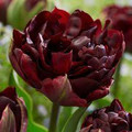 Special Offer 33 Double Tulips