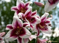 Silk Road - Oriental Trumpet Lily