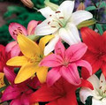 Asiatic Liliums Mixed Colours