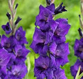 Purple Flora - Gladiolus