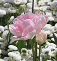 Bulk Tulips - Angelique - Double Tulip