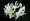 Alba Nerine