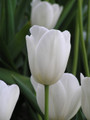 Bulk Tulips - Clearwater Single Late Tulip