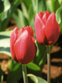 Bulk Tulips - Ile de France Triumph Tulip