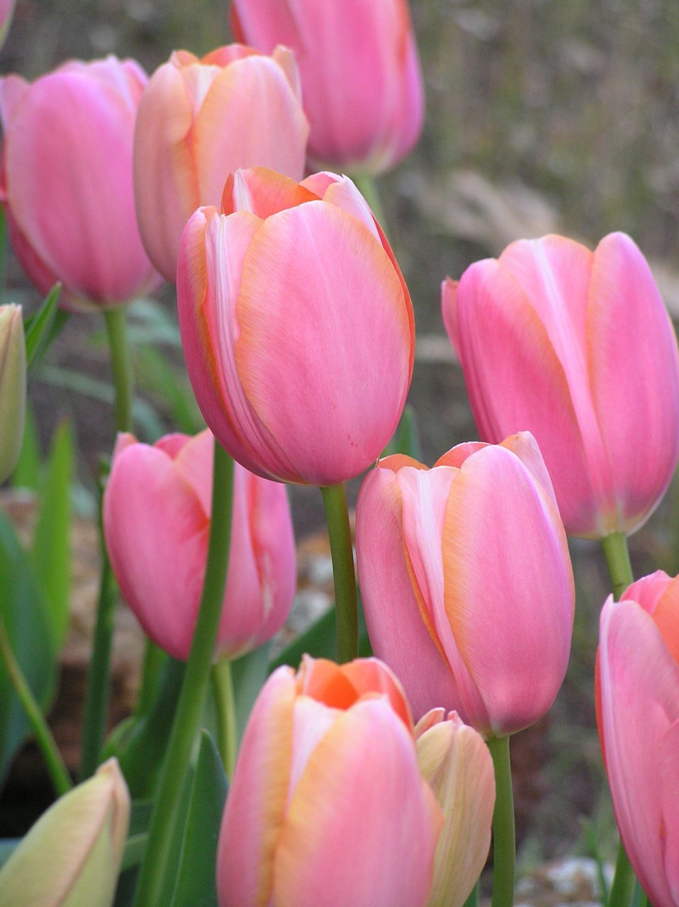 Bulk Tulips - Menton - Tulips With A Difference