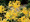 Lycoris Aurea