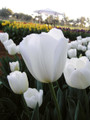 Bulk Tulips - Silentia Triumph Tulip