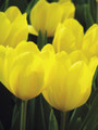 Bulk Tulips - Strong Gold Triumph Tulip