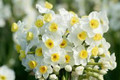 Avalanche - Multi Headed Daffodil