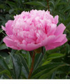 Sarah Bernhardt- Herbaceous Peony Roses