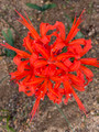 Nerine Collection Special Offer