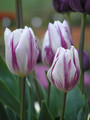  Bulk Tulips - Flaming Flag Triumph tulip